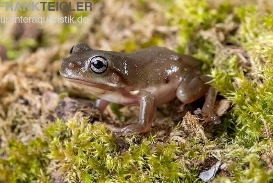 Blauer Korallenfinger-Laubfrosch, Litoria caerulea
