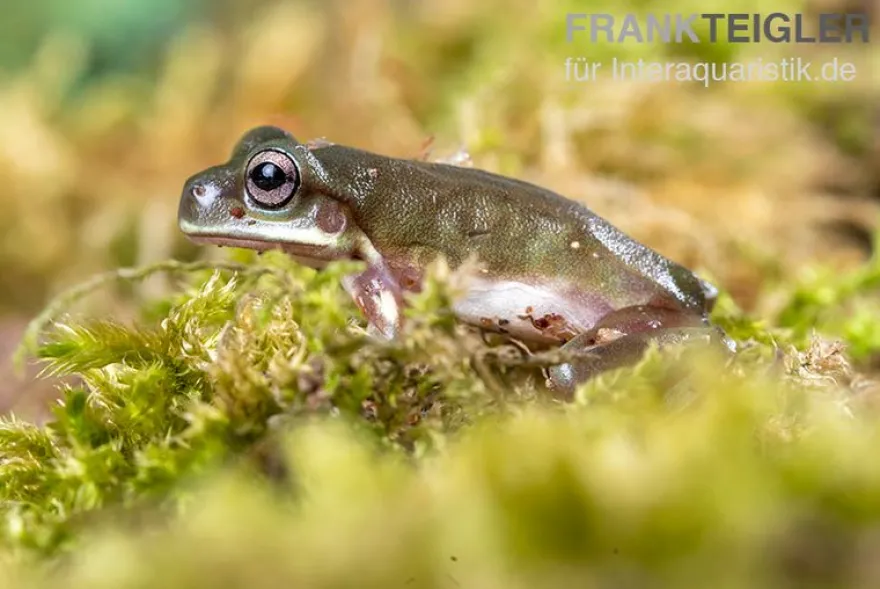 Blauer Korallenfinger-Laubfrosch, Litoria caerulea