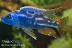 Blauer Leopard-Maulbrüter, Nimbochromis fuscotaeniatus, DNZ