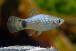 Blauer Mickey Mouse Platy, Xiphophorus maculatus
