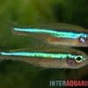 Blauer Neon, Paracheirodon simulans