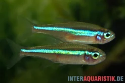 Blauer Neon, Paracheirodon simulans