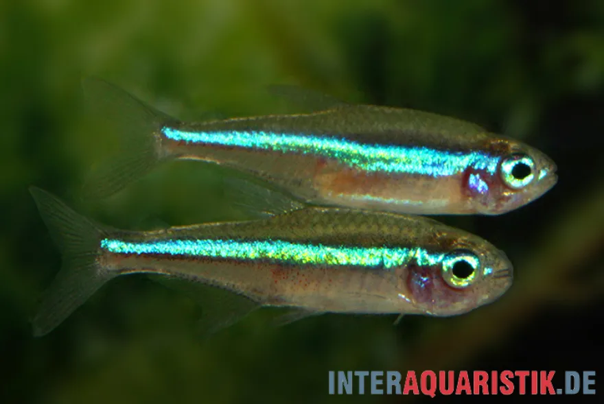 Blauer Neon, Paracheirodon simulans