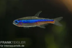 Blauer Neon, Paracheirodon simulans