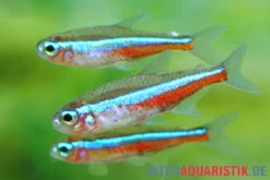 Blauer Neon, Paracheirodon simulans