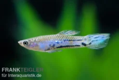 Blauer Parakärpfling, Micropoecilia parae melanzona BLUE (Minifisch)