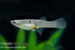 Blauer Parakärpfling, Micropoecilia parae melanzona BLUE (Minifisch)