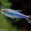 Blauer Perusalmler, Boehlkea fredcochui