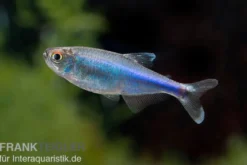 Blauer Perusalmler, Boehlkea fredcochui