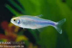Blauer Perusalmler, Boehlkea fredcochui