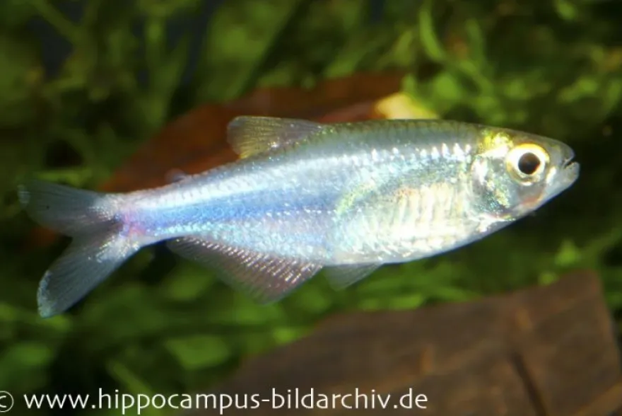 Blauer Perusalmler, Boehlkea fredcochui