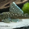 Blauer Phantomwels, Hemiancistrus spec. L128, 3-5 cm