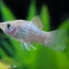 Blauer Platy, Xiphophorus maculatus