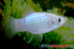 Blauer Platy, Xiphophorus maculatus