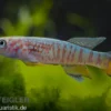 Blauer Prachtkärpfling, Aphyosemion sjoestedti