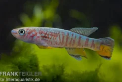 Blauer Prachtkärpfling, Aphyosemion sjoestedti