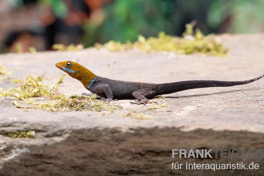 Blauer Rotkopfgecko, Gonatodes albogularis, gemischt