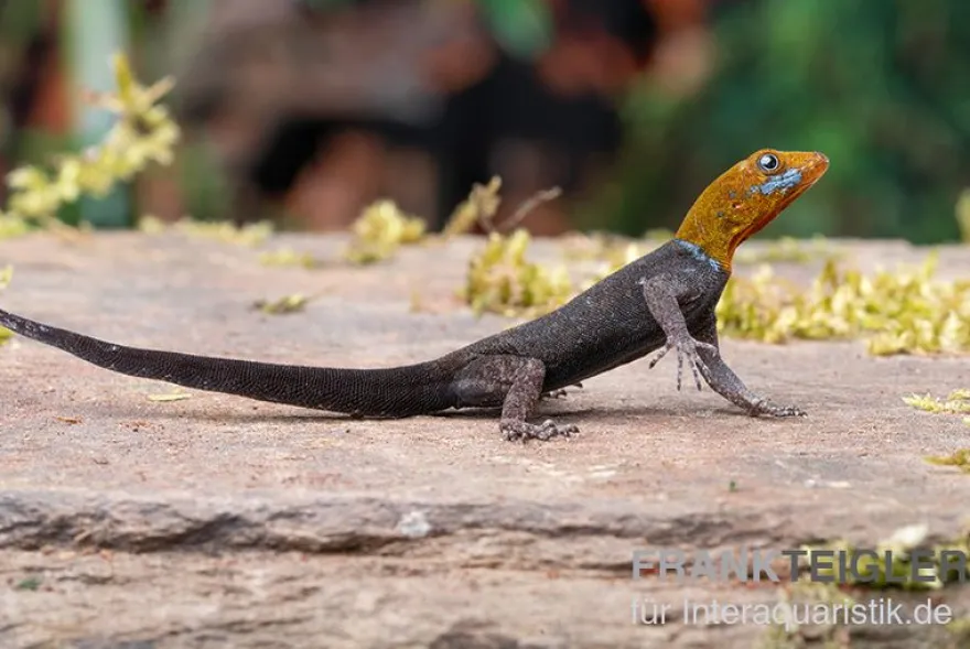 Blauer Rotkopfgecko, Gonatodes albogularis, gemischt