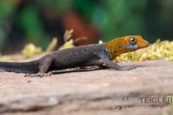 Blauer Rotkopfgecko, Gonatodes albogularis, gemischt