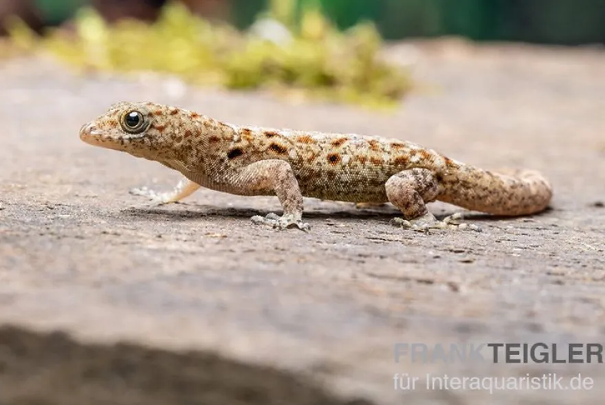 Blauer Rotkopfgecko, Gonatodes albogularis, gemischt
