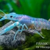 Blauer Rotscherenkrebs, Cherax quadricarinatus - Zufällig