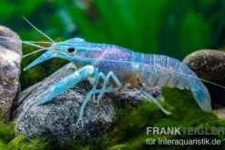 Blauer Rotscherenkrebs, Cherax quadricarinatus - Zufällig