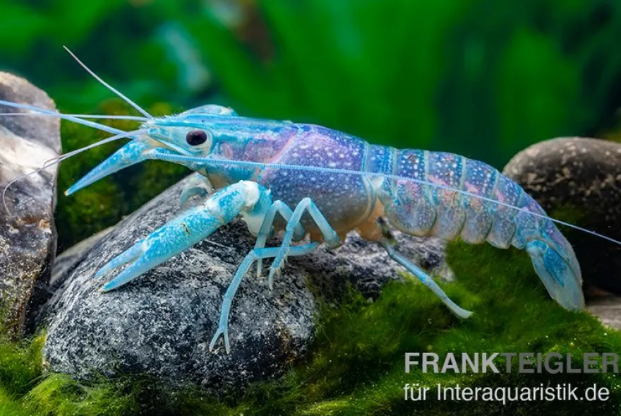 Blauer Rotscherenkrebs, Cherax quadricarinatus - Zufällig
