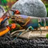 Blauer Rotscheren-Tigerkrebs, Cherax alyciae "Blue Kong Red Claw" - Zufällig