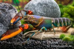 Blauer Rotscheren-Tigerkrebs, Cherax alyciae "Blue Kong Red Claw" - Zufällig