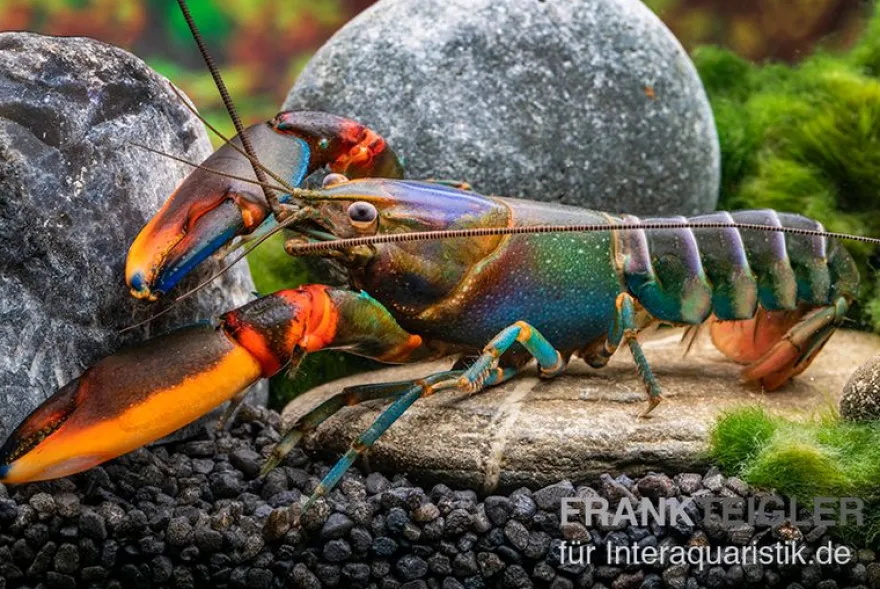 Blauer Rotscheren-Tigerkrebs, Cherax alyciae "Blue Kong Red Claw" - Zufällig