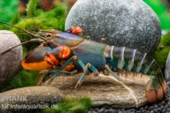 Blauer Rotscheren-Tigerkrebs, Cherax alyciae "Blue Kong Red Claw" - Zufällig