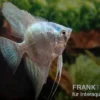 Blauer Skalar, Pterophyllum scalare