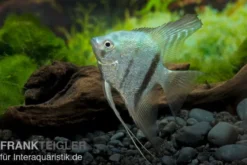 Blauer Skalar, Pterophyllum scalare