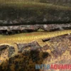 Blauer Taggecko, Phelsuma robertmertensi