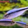 Blauer Tapajós-Salmler, Hyphessobrycon melanostichos