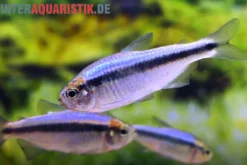 Blauer Tapajós-Salmler, Hyphessobrycon melanostichos