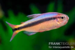 Blauer Tapajós-Salmler, Hyphessobrycon melanostichos