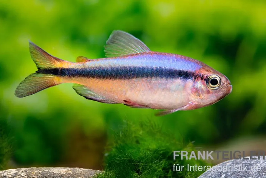 Blauer Tapajós-Salmler, Hyphessobrycon melanostichos
