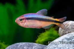 Blauer Tapajós-Salmler, Hyphessobrycon melanostichos
