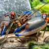 Blauer Tigerkrebs, Cherax alyciae „Blue Kong“ - Zufällig