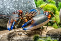 Blauer Tigerkrebs, Cherax alyciae „Blue Kong“ - Zufällig