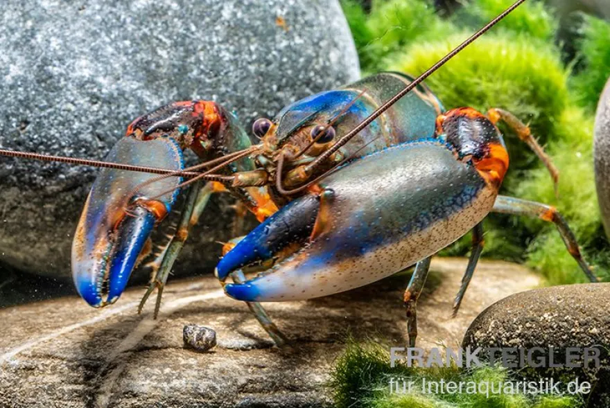 Blauer Tigerkrebs, Cherax alyciae „Blue Kong“ - Zufällig