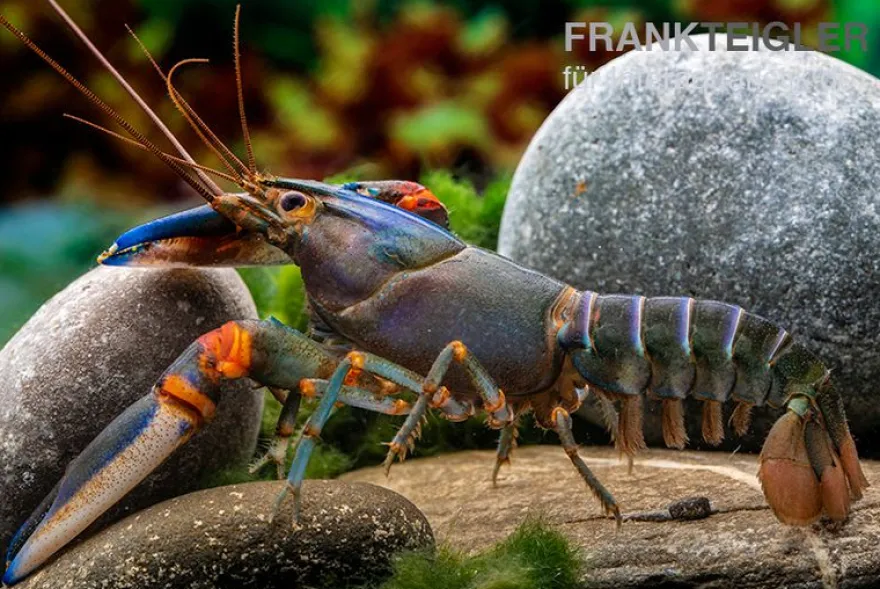 Blauer Tigerkrebs, Cherax alyciae „Blue Kong“ - Zufällig