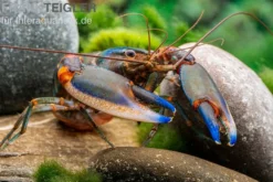 Blauer Tigerkrebs, Cherax alyciae „Blue Kong“ - Zufällig