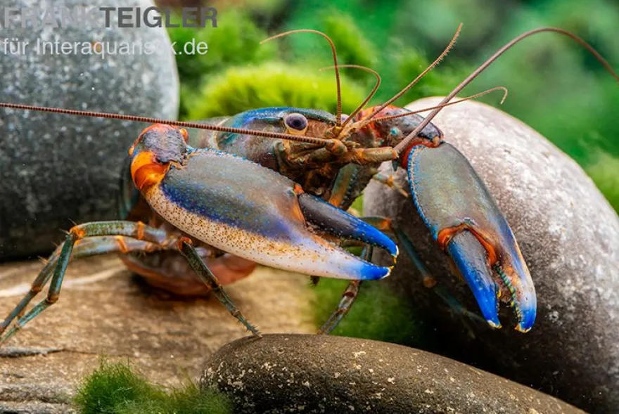 Blauer Tigerkrebs, Cherax alyciae „Blue Kong“ - Zufällig