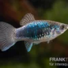 Blauer Tuxedo Platy, Xiphophorus maculatus