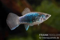 Blauer Tuxedo Platy, Xiphophorus maculatus