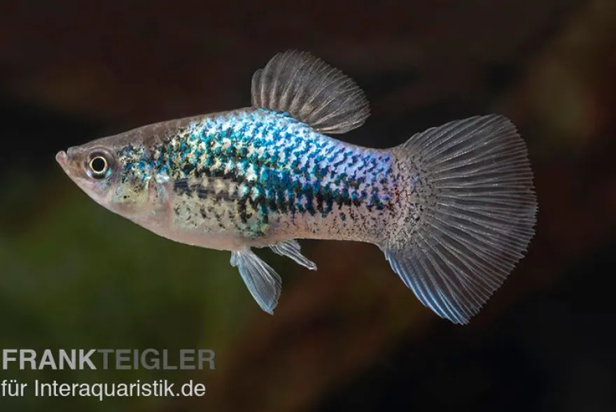 Blauer Tuxedo Platy, Xiphophorus maculatus