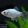 Blauer Wagtail-Platy, Xiphophorus maculatus