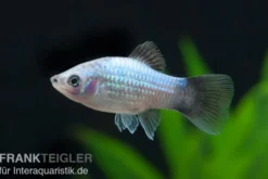 Blauer Wagtail-Platy, Xiphophorus maculatus